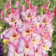 Image result for Gladiolus melleri