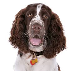 Beautiful springer spaniel puppy male 8 weeks old. English Springer Spaniel Puppies For Sale Adoptapet Com