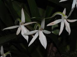 Image result for Jumellea usambarensis