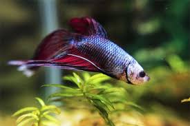 Nurturing Loving And Caring For Your Betta Fish