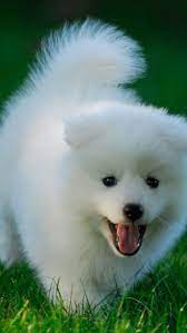 Save the cute snuggle time & animals wallpaper from the hd resolutions. Best Dog Iphone Hd Wallpapers Ilikewallpaper