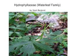 Image result for Hydrophyllaceae