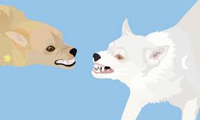 Si c'est pour sécuriser les avoirs de monsieur bouygues à kinshasa ou aller bombarder/occuper des pays dont les habitants ne. Chien Possessif Faut Il Retirer Les Ressources