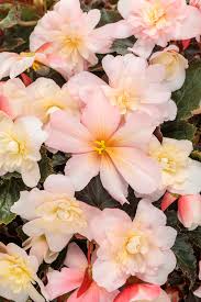 Image result for Begonia potamophila