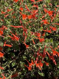 Image result for Epilobium salignum