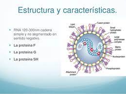El virus asesino, como muchos le llaman, generaba unos 2. Infeccion Por Virus Respiratorio Sincitial En Adultos