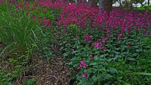 Image result for Faroa involucrata