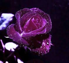 Purple Rose With Water Drops Purple Roses Love Flowers Beautiful Flowers