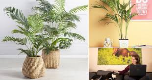 Maybe you would like to learn more about one of these? 8 Amazing Areca Palm Benefits Facts Balcony Garden Web