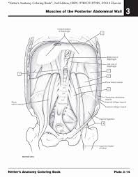 Download as pdf or read online from scribd. Anatomy Coloring Pages Free For College Students Muscular System Muscles Bones 45forthe45th