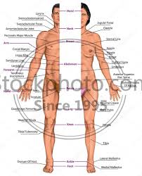 What parts make up the female anatomy? Stock Photos Male And Female Anatomical Body Surface Anatomy Human Body Shapes Anterior View Parts Of Human Body General Anatomy