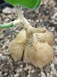 Image result for Coccinia mildbraedii