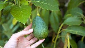 Mulch trees with coarse wood chips 3 to 4 inches to retain humidity. Guac This Way How To Grow Avocados In Houston Plants For All Seasons Since 1973