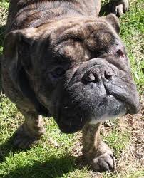 We breed high caliber, smart french bulldogs with uncommon bloodlines. Adopt Obie On Petfinder Bulldog English Bulldog Bulldog Rescue