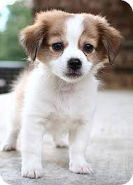 Black And White Maltese Chihuahua Mix Chihuahua Pomeranian Mix Google Search Pomeranian Chihuahua Mix Pomeranian Mix Chihuahua Mix Puppies