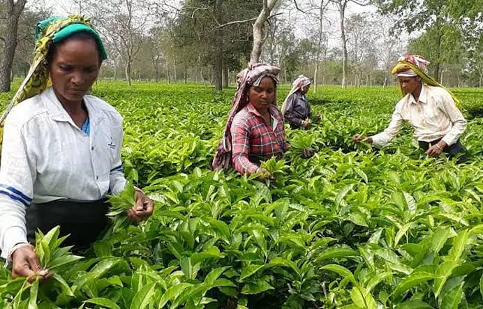 Centre-Owned Tea Gardens Face EPFO Action Over Alleged Rs 3.36 Crore PF Dues