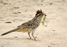 From wikimedia commons, the free media repository. Saci Tapera Naevia Wikiaves A Enciclopedia Das Aves Do Brasil