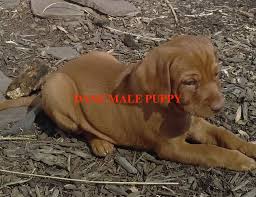 Find your perfect puppy here today. Male Hungarian Vizsla Puppy For Sale Vizsla Puppies For Sale Vizsla Weimaraner Puppies