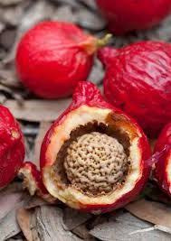 Pin On Fruit Nuts Seeds Vegetables