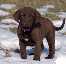About Dog Chesapeake Bay Retriever Training Your Chesapeake Bay Retriever To Listen To Chesapeake Dog Chesapeake Bay Retriever Chesapeake Bay Retriever Puppy