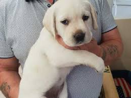 The labrador breed standard dictates the look, temperament and characteristics of the perfect labrador. Polar Bear White Female Labrador Puppy Available Great Yarmouth Norfolk Pets4homes