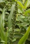 Image result for Chlorophytum macrophyllum