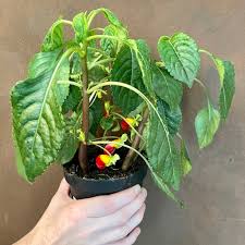 Image result for Impatiens niamniamensis