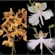 Image result for Habenaria arenaria