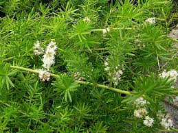 Image result for Asparagaceae