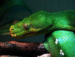 Singapore Zoo - Emerald Green Tree Python Close Up Singapore Zoo Green Green Trees
