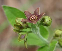Image result for Marsdenia cynanchoides