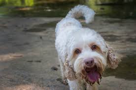 Our strict vetting process ensures that you'll only find the very best sellers here, with happy, healthy dogs just waiting to meet you! Blue Ridge Labradoodles