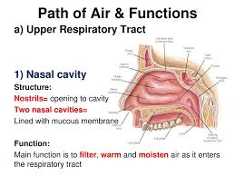 Each cavity is the continuation of one of the two nostrils. Chapter 15 Respiratory System Ppt Download