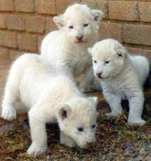 Buy White Lion Cubs Online Exotic Pets For Sale Parrots For Sale Exotic Cats For Sale Bengal Kittens For Sale