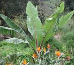 Image result for Ensete ventricosum
