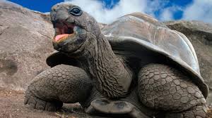 They need large areas to roam, something that cannot be provided in captivity. Why Do Giant Tortoises Live So Long Mental Floss