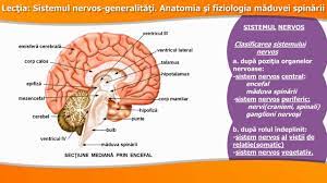 Maybe you would like to learn more about one of these? Sistemul Nervos GeneralitÄÈi Anatomia Èi Fiziologia MÄduvei SpinÄrii Youtube