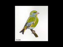 apprendre les chants d oiseaux 17 le verdier d europe le chant des oiseaux chant oiseaux oiseaux