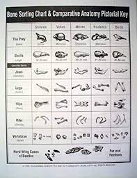 Educational Science Owl Pellet Bone Sorting Charts 15 Bc101