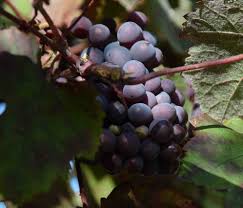 Image result for Vitis vinifera