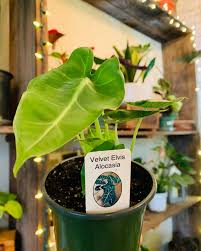 Maybe you would like to learn more about one of these? Velvet Elvis Alocasia Casas Succulents Cactus Facebook