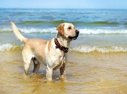 Jetzt machen spaziergänge mit dem hund noch viel mehr spaß. Urlaub Am Hundestrand Was Gehort In Die Badetasche