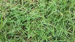 Landscaping Slidell Baton Rouge La Greenseasons Greenseasons