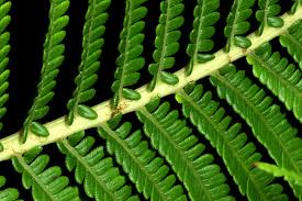 Image result for Blechnaceae