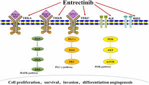 Image result for ROS1 Inhibitor
