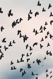 Kostenloses Stock Foto Zu Flug Himmel Vogel Tier Bird Pictures Black Bird Stock Images Free