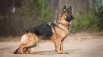Miniature German Shepherd Dogs Vs Standard Size – K9deb