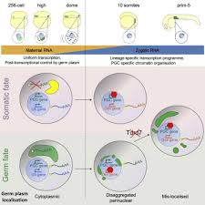 Animal cell coloring sheet answer key labeled wright. Germ Cell Differentiation Requires Tdrd7 Dependent Chromatin And Transcriptome Reprogramming Marked By Germ Plasm Relocalization Sciencedirect