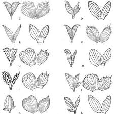 Image result for Smithia elliotii