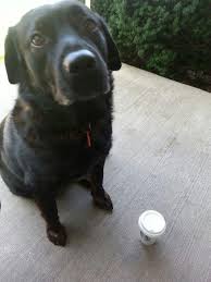 She is a true friend. Pets For Adoption At Northeast Ohio Lab Rescue In North Jackson Oh Petfinder